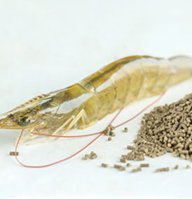 Alimento para camarones