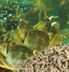 alimentación de cangrejo